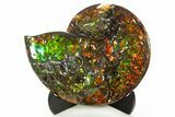 Ammonite Fossil with Mosasaur Bite Marks - Precious Ammolite! #334655-6